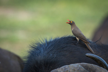 Red billed oxpecker living in harmony with Cape buffalo by feasting on ticks.