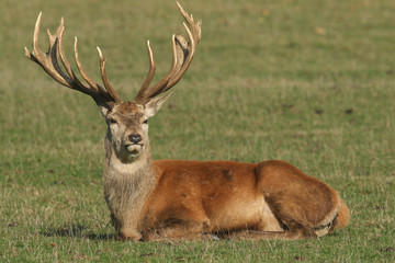 A large Red Deer (Cervus elaphus) resting in a meadow during rutting season.	