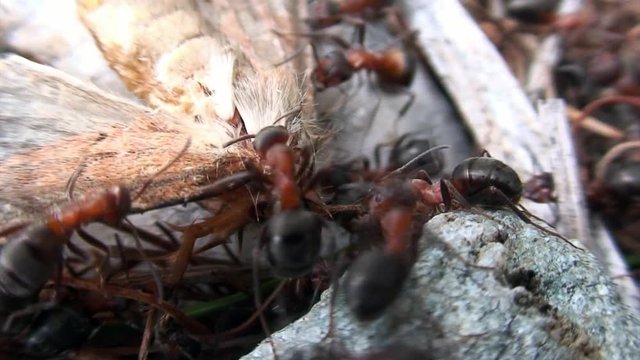 Ginger forest ants Formica rufa captured and killed moth close-up in Siberia.