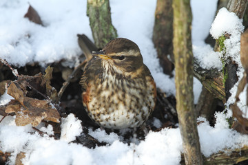 A Redwing (Turdus iliacus) searching for food on the ground under the snow and decaying leaves.	