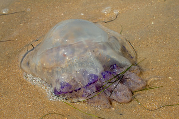 Jellyfish on beach