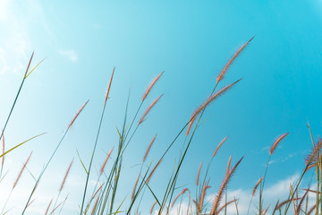 Selective focus white grass  with blue sky background.