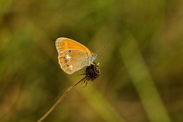 Obraz premium Kleines Wiesenvögelchen