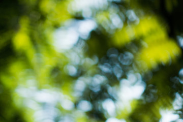 Selective green nature leaf with sunlight bokeh background.Vintage color tone style.