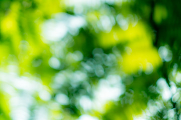 Fototapeta premium Selective green nature leaf with sunlight bokeh background.Vintage color tone style.