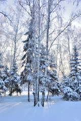 Winter Siberian forest, Omsk region
