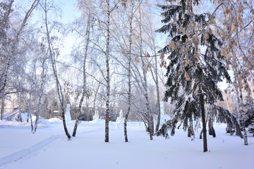 Winter Siberian forest, Omsk region