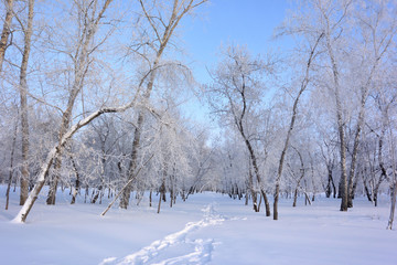 Obraz premium Winter Siberian forest, Omsk region
