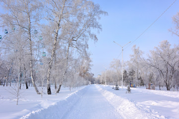 Obraz premium Winter Siberian forest, Omsk region