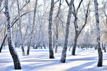 Winter Siberian forest, Omsk region