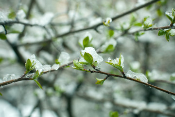 Frozen spring first growing leaves, floral vintage winter background, macro image. Fresh greenery under a snow in spring