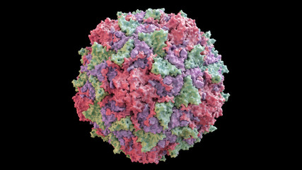 3D CG rendered image of scientifically accurate Polio Virus Capsid Structure based on PDB : 2PLV (surface style) - obrazy, fototapety, plakaty