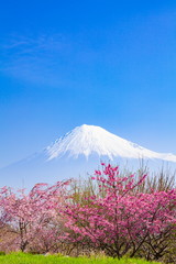 春爛漫、静岡県富士市にて