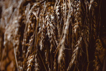 Fototapeta premium Ripe wheat spikelets