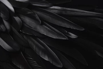 Fotobehang Black wing feathers detail, abstract dark background © Alena Gerasimova
