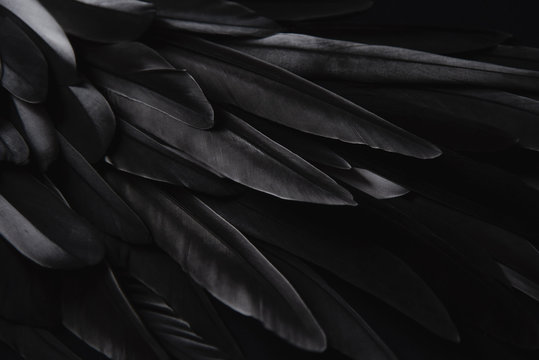 Premium Photo  A close up of a black feather wallpaper