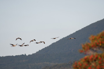 Hooded cranes flying in Izumi city, Kagoshima prefecture, Japan.