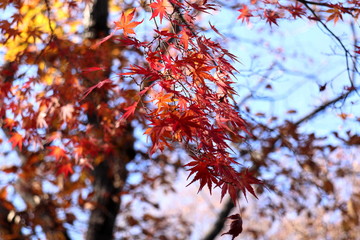 紅葉