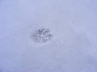 Wolf track on snowy background. Hunting target. Dog pet outdoor.