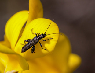 Macrophotographie insecte - Coleoptere