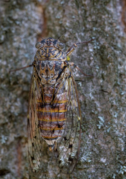 Macrophotographie insecte - Cicada orni - Hemiptere