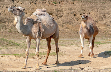 Camel in desert in Israel, Negev