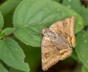 Macrophotographie insecte - Papillon de nuit - Lepidoptere