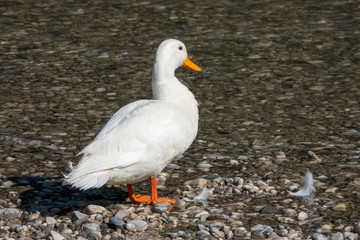 Fototapeta na wymiar weiße Ente am Fluß