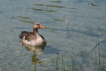 graue Gänse schwimmt auf dem See