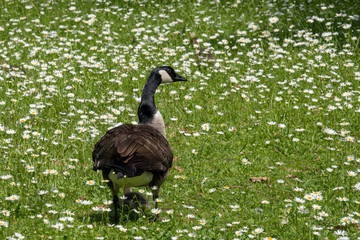 graue Gänse in einer Blumenwiese auf der Roseninsel