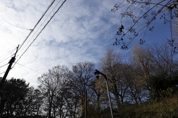 公園の空