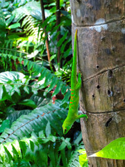 Day gecko from Madagascar.