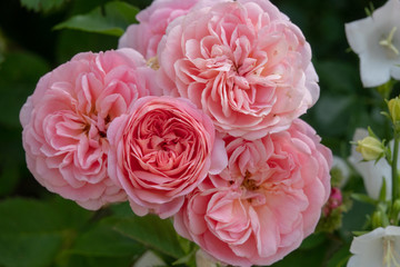 rosa Boogie Woogie Rose im Garten