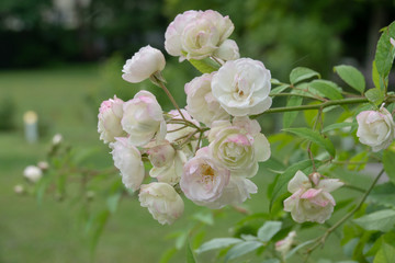 Obraz na płótnie Canvas Ploberger Rose im Baden Rosarium 