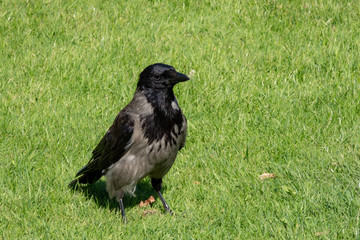 schwerzer Rabe im Schönbrunner Stadtpark