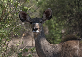 Naklejka na ściany i meble Greater Kudu female portrait in Chobe national park, Botswana