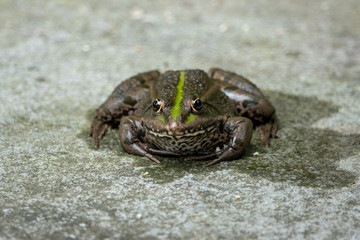 brauner Frosch mit grünen Strich und spitzer Nase