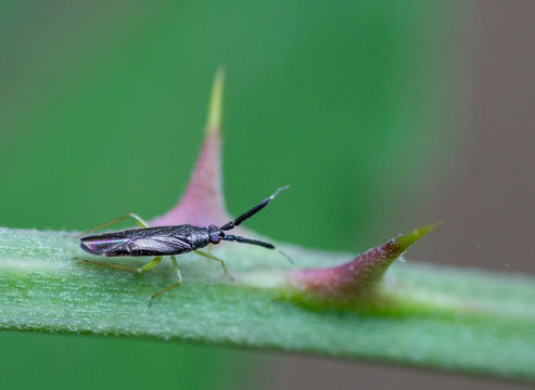 Macrophotographie insecte - Punaise - Hemiptere