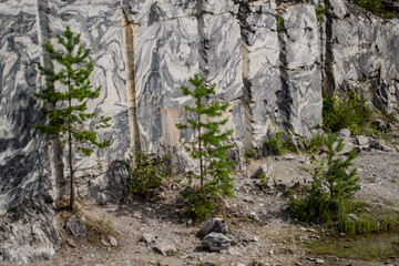 Three Christmas trees on the background of marble rocks in the summer