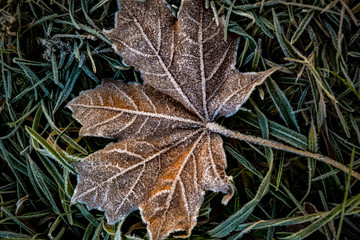 Late autumn maple leaf lying on frozen grass covered with ice.