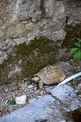 Fototapeta premium Common tortoise - camouflage