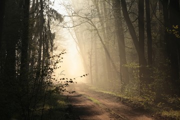 Dirt road through the forest on a foggy morning