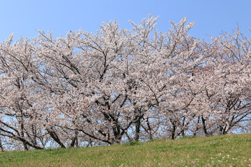 桜並木　満開の桜　満開の桜並木　