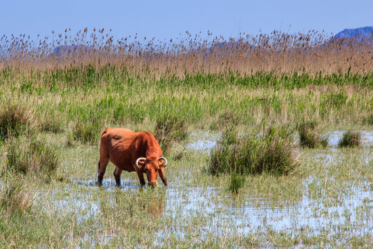 Vaca bebiendo en albufera de Mallorca rodeada de pasto y vegetaci&oacute;n