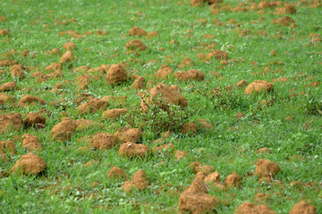 grass field , mud field