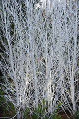 Branches de Noël