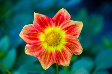 red-yellow flower dahlia mignon macro