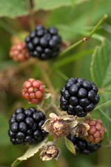 Wild blackberry. 