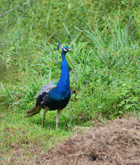 Obraz premium Peacock on filed 1