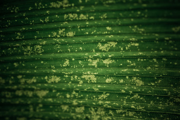 green leaves natural background wallpaper, texture of leaf, leaves with space for text 